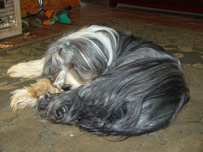 Robbie a black bearie, he is resting on the carpet in front of his mommy. He celebrated his 15th birthday a month ago.